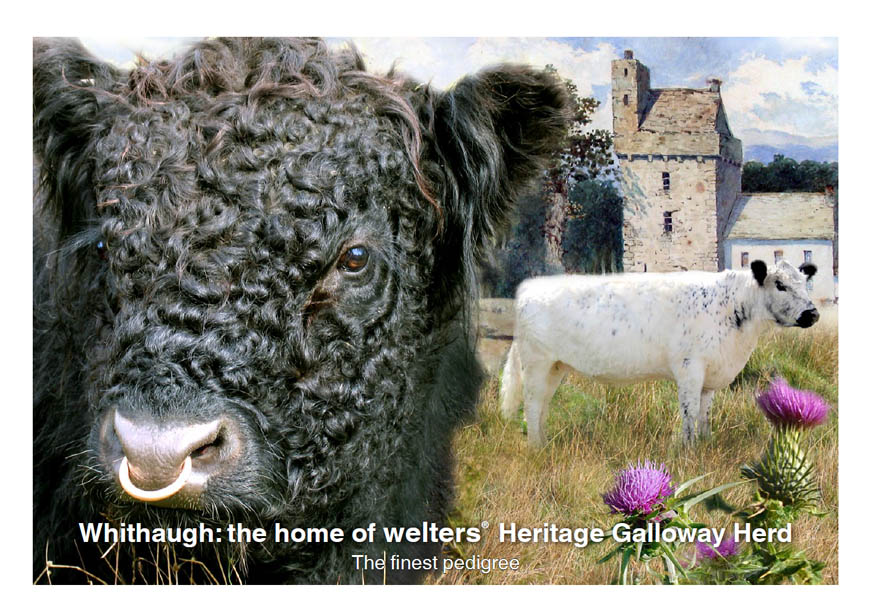 Whithaugh: the home of welters� Heritage Galloway Herd