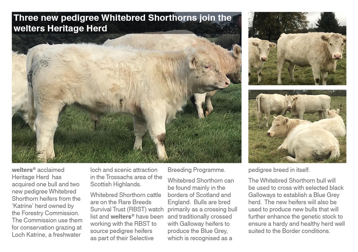 welters Whitebred Shorthorns
