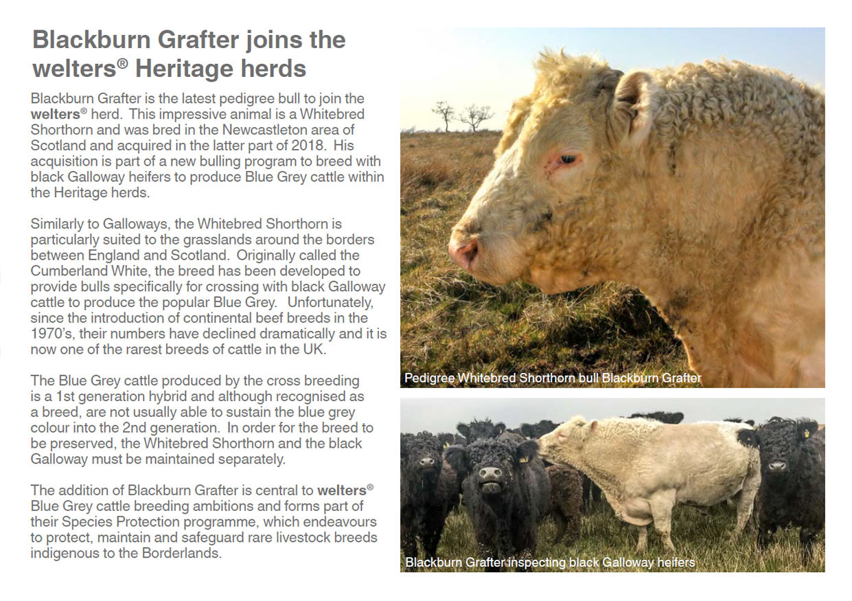 Blackburn Grafter joins the welters� Heritage herds